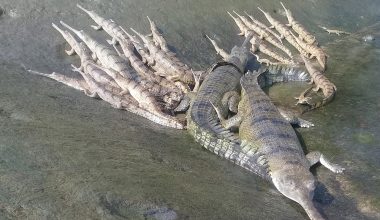 राप्तीमा छाडियाे १६० गोही