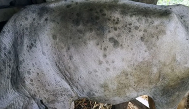 गाईभैँसीमा ‘लम्पि स्किन’ समस्या