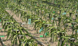 फैलिँदै ड्राइगन फ्रुट खेती