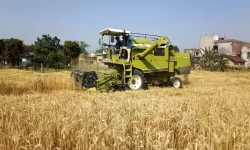 किसानलाई गहुँ ‘थ्रेसिङ’ गर्न समस्या