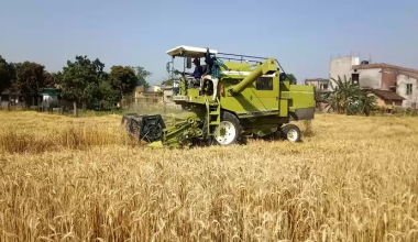 किसानलाई गहुँ ‘थ्रेसिङ’ गर्न समस्या