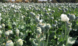 दक्षिण अफगानिस्तानमा अफिम फार्म नष्ट
