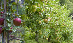 बाँझो जमिनमा फलफूल खेती