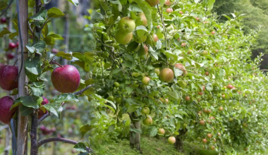 बाँझो जमिनमा फलफूल खेती