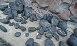 शालिग्राम बचाउन महोत्सव