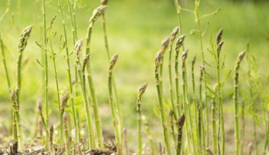 कुरिलो खेतीबाट मनग्य आम्दानी