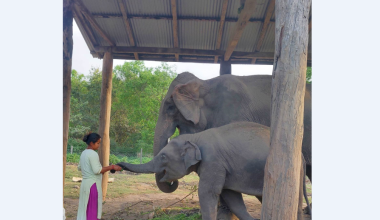 ‘शेषराजगज’को स्याहारमा सक्रिय बिमला