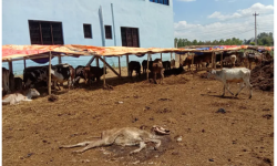 मरेका चौपाया व्यवस्थापन नहुँदा गौशाला दुर्गन्धित