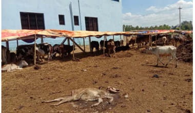 मरेका चौपाया व्यवस्थापन नहुँदा गौशाला दुर्गन्धित