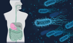 ब्याक्टेरियल संक्रमण अर्को ठूलो हत्यारा