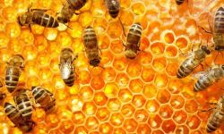 सोमबार गुल्मीमा मह दिवस मनाइँदै