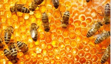 बिक्री भएन दाङमा उत्पादित मह