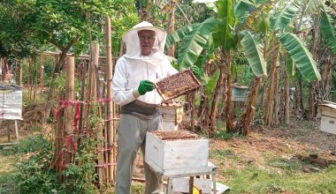 मौरीपालनमा मोह !