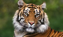 दुई जनाको ज्यान लिएको नरभक्षी बाघको मृत्यु