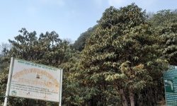 फुलेन गुराँस