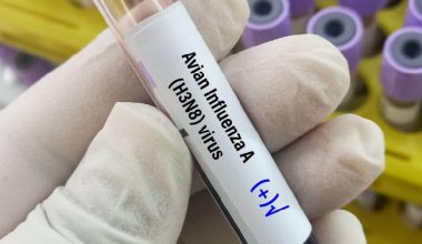 एच ३ एन ८ बर्ड फ्लू