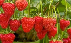स्ट्रबेरी खेतीबाट मनग्य आम्दानी