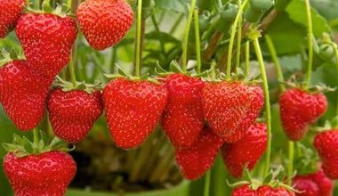 स्ट्रबेरी खेतीबाट मनग्य आम्दानी