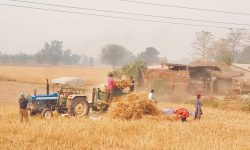 किसानलाई गहुँ बाली भित्र्याउन भ्याइनभ्याई