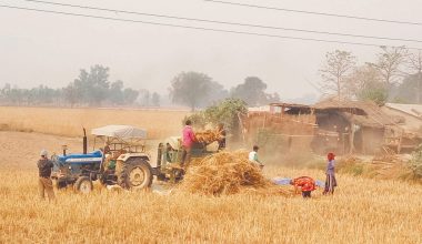 किसानलाई गहुँ बाली भित्र्याउन भ्याइनभ्याई