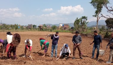 उखुखेती प्रवद्र्धन गर्दै रामपुरका युवा