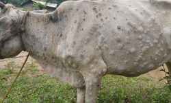 पशुमा फैलिँदै लम्पीस्किन संक्रमण