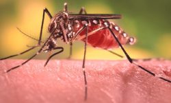 जापानिज इन्सेफ्लाइटिस सङ्क्रमणको जोखिम उच्च