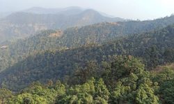 यो वर्ष फुलेन गुराँस !