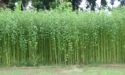 हराउँदै सनपाट खेती