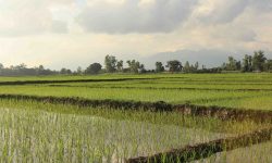 मेचीपारि जग्गा नेपालको, खेतीपाती भारतीयको