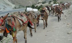 बाटो खुलेपछि खच्चड बेचेर ट्र्याक्टरबाट व्यापार