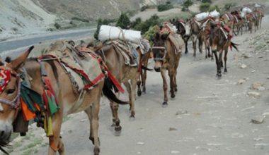 बाटो खुलेपछि खच्चड बेचेर ट्र्याक्टरबाट व्यापार