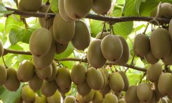 किवी खेतीले फेरिँदै दैनिकी