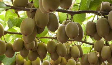 किवी खेतीले फेरिँदै दैनिकी