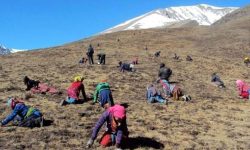 यार्सा सङ्कलनका लागि साइपालका विद्यालय असारसम्म बन्द