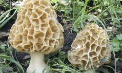 गुच्चीच्याउ आम्दानीको स्रोत बन्दै