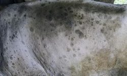 कास्कीका गाईभैँसीमा लम्पी स्किन रोगको प्रकोप