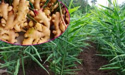 पढ्दै कमाउँदै कार्यक्रम : अदुवा खेतीमा विद्यार्थी