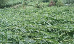 असिनापानीले मकैबाली र लहरे तरकारीमा क्षति