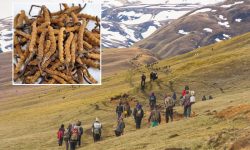 चट्याङ लागेर घाइते तीन यार्सागुम्बा सङ्कलकको चार दिनपछि उद्धार