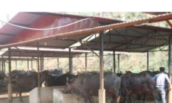 वैदेशिक रोजगारीमा भौँतारिएका युवा अहिले आफैँ रोजगारदाता