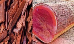 १७ वर्षदेखि वन कार्यालयमै थन्कियो २० मेट्रिकटन रक्तचन्दन