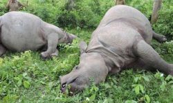 आठ वर्षमा २२० गैँडा मरे