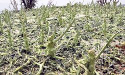 असिनाले गहुँबाली र तरकारीमा क्षति