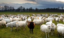 भेडापालनमा तमानखोलाका युवा