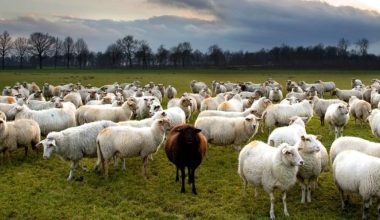 भेडापालनमा तमानखोलाका युवा