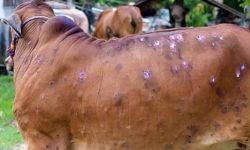 सिन्धुलीमा पशु चौपायामा कार्पस भाइरसको सङ्क्रमण