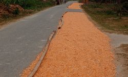 दुर्घटना रोक्न सडकमा बिस्कुन सुकाउन प्रतिबन्ध