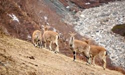 यसवर्षको सकियो सिकार याम, तीन झारलको सिकार भएन