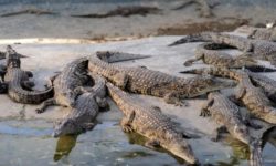 प्रजनन केन्द्रमा हुर्काइएका घडियाल राप्तीमा छाडियो